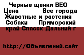 Черные щенки ВЕО › Цена ­ 5 000 - Все города Животные и растения » Собаки   . Приморский край,Спасск-Дальний г.